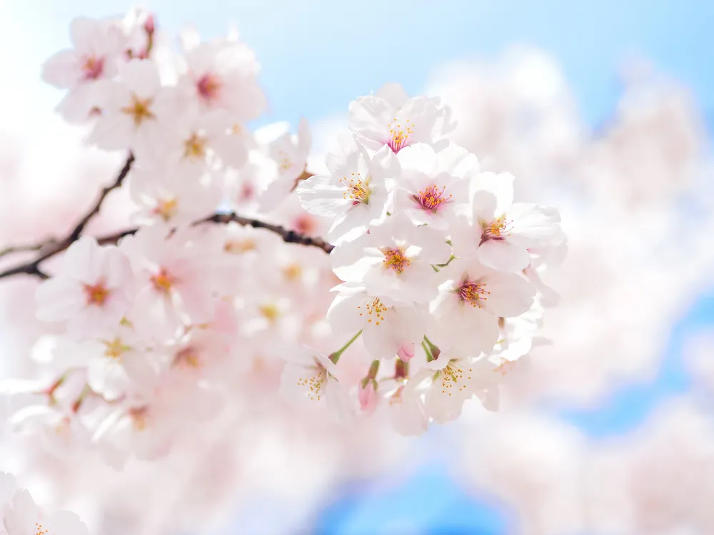 季節はめぐります。【北上 晴恵コーチ】